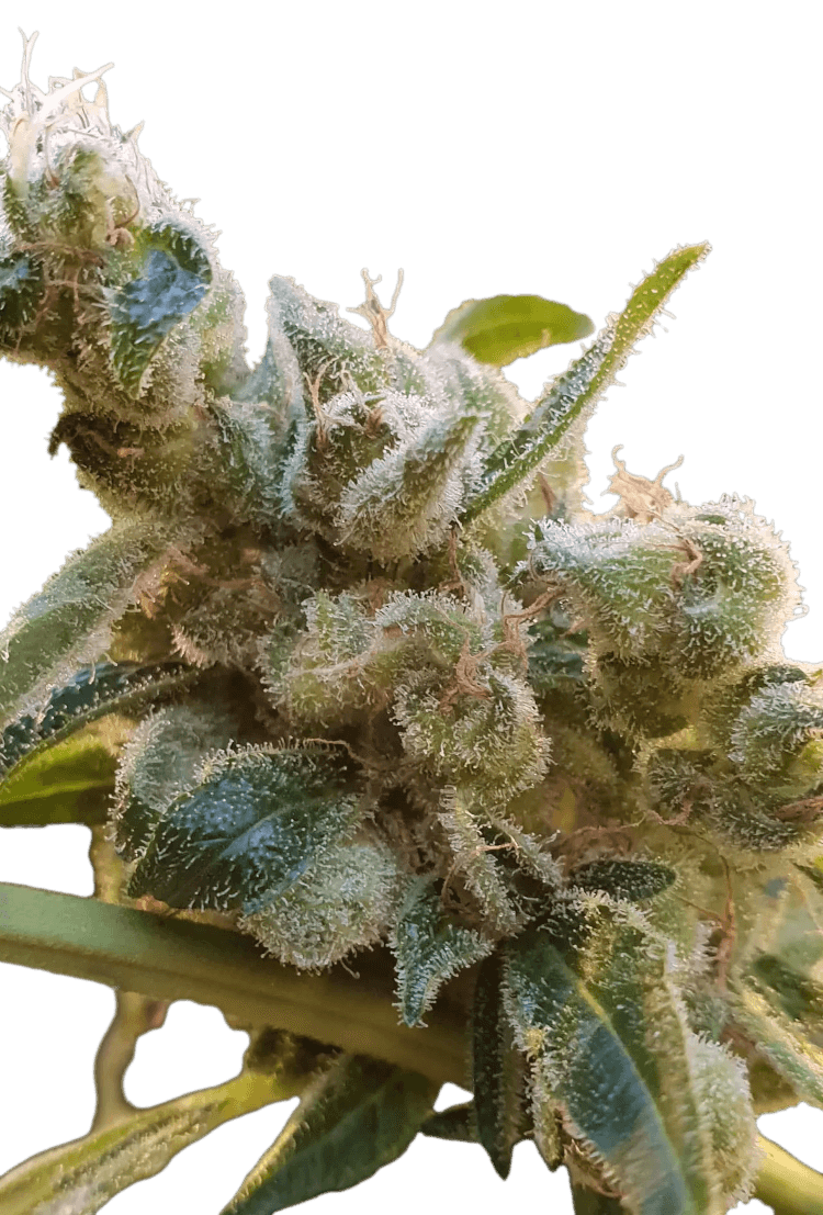 Graines - Paradise Seeds - FEM CBD - CBDrelax