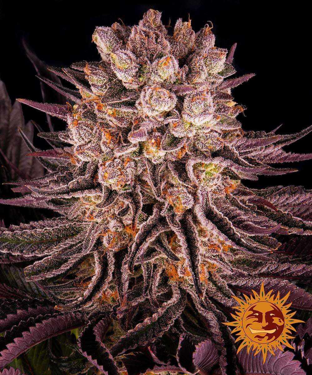 Graines - Barney's Farm - FEM - Mimosa x Orange Punch - Pack 3 — Seeds - feminized