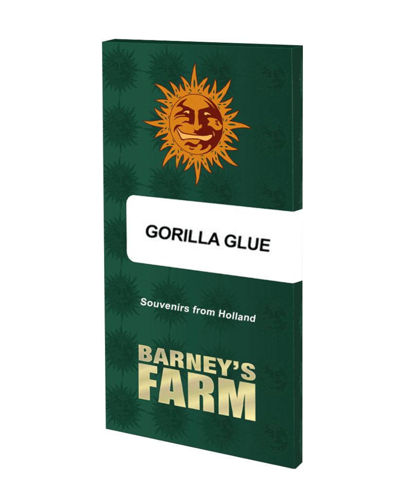 Graines - Barney's Farm - FEM - Gorilla Glue - Pack 5 — Seeds - feminized
