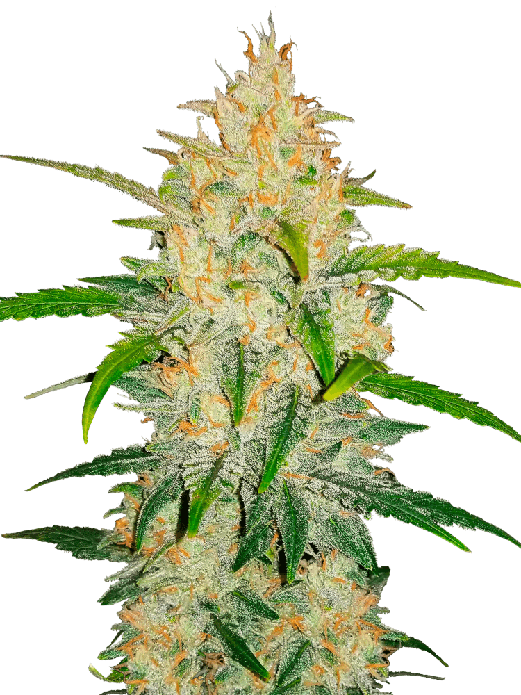Graines - Fastbuds - AUTO - Zkittlez - Pack 1 — Seeds - feminized auto