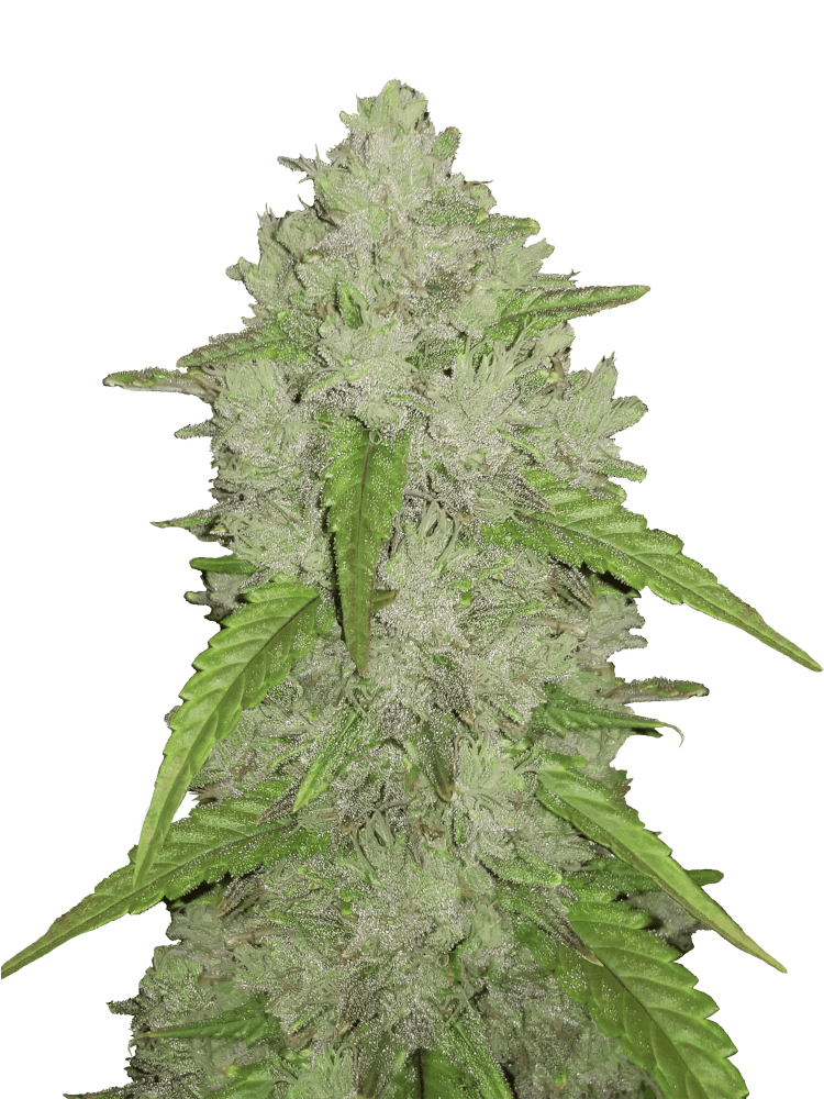 Graines - Fastbuds - AUTO - Amnesia Zkittlez - Pack 2 — Seeds - feminized auto