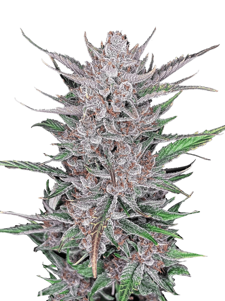 Graines - Fastbuds - AUTO - Gorilla Punch - Pack 3 — Seeds - feminized auto