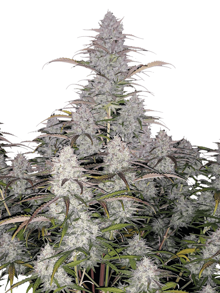 Graines - Fastbuds - AUTO - Green Crack - Pack 1 — Seeds - feminized auto