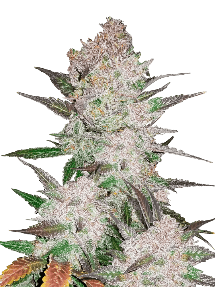 Graines - Fastbuds - AUTO - Cream Cookies - Pack 100 — Seeds - feminized auto