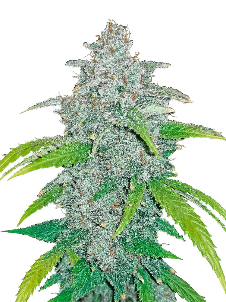 Graines - Fastbuds - AUTO - Blue Dream - Pack 50 — Seeds - feminized auto