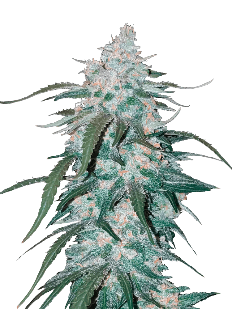 Graines - Fastbuds - AUTO - Pineapple Express - Pack 1 — Seeds - feminized auto