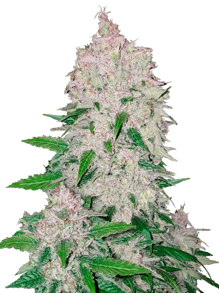 Graines - Fastbuds - AUTO - Stardawg - Pack 5 — Seeds - feminized auto