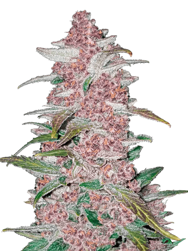 Graines - Fastbuds - AUTO - Blackberry - Pack 50 — Seeds - feminized auto