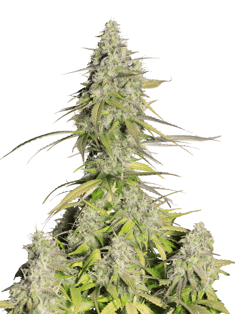Graines - Fastbuds - AUTO - Girl Scout Cookies - Pack 100 — Seeds - feminized auto