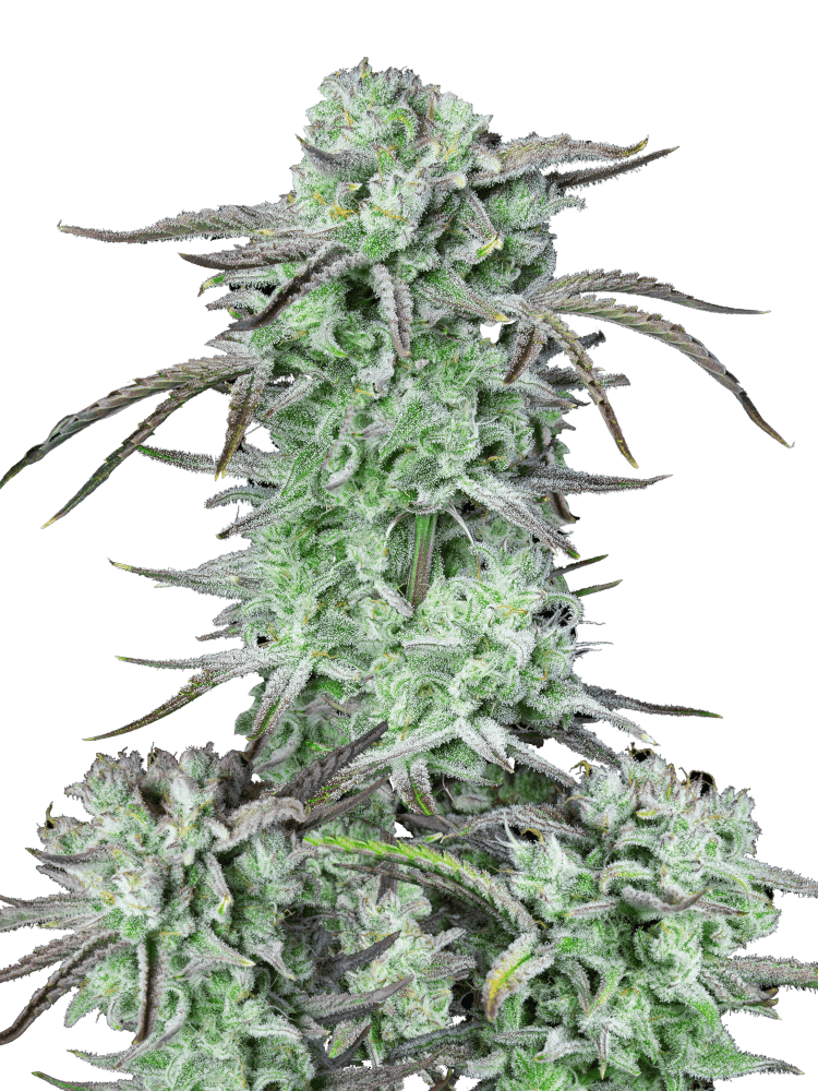 Graines - Fastbuds - AUTO - Strawberry Banana - Pack 25 — Seeds - feminized auto