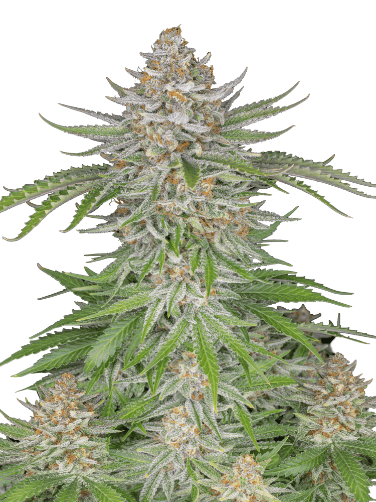 Graines - Fastbuds - AUTO - Strawberry Pie - Pack 2 — Seeds - feminized auto
