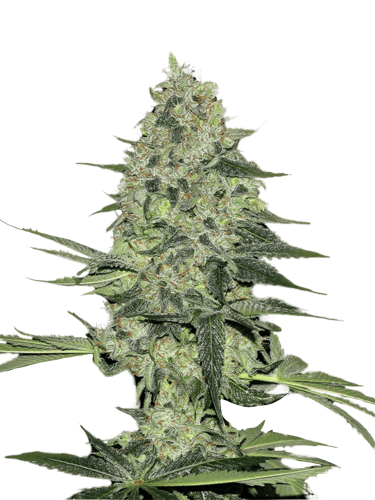 Graines - Fastbuds - AUTO - Rhino Ryder - Pack 10 — Seeds - feminized auto