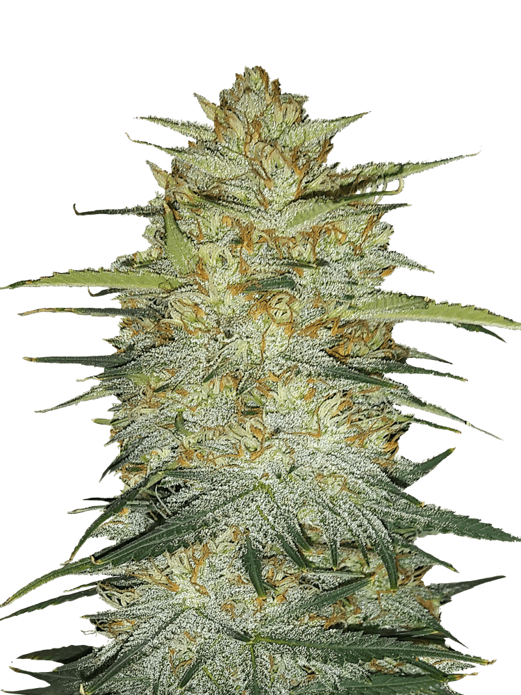 Graines - Fastbuds - AUTO - OG Kush - Pack 2 — Seeds - feminized auto