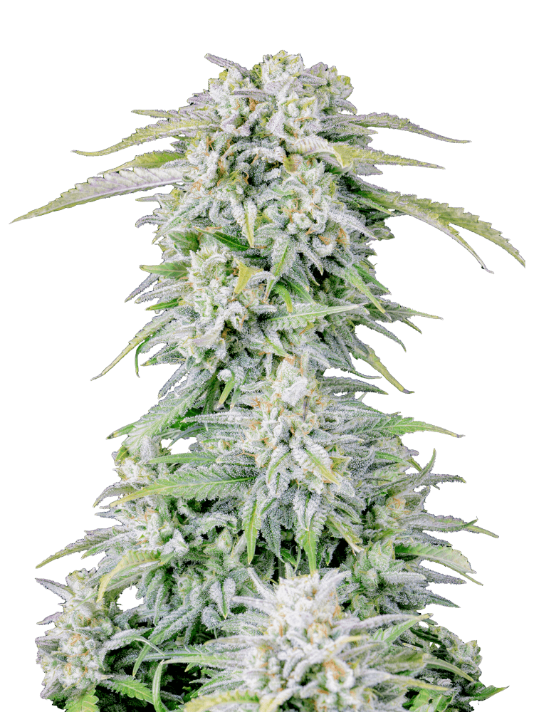 Graines - Fastbuds - AUTO - Afghan Kush - Pack 25 — Seeds - feminized auto