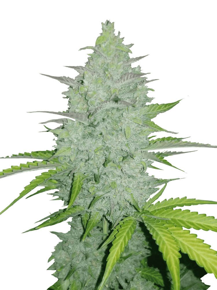 Graines - Fastbuds - AUTO - Cheese - Pack 1 — Seeds - feminized auto