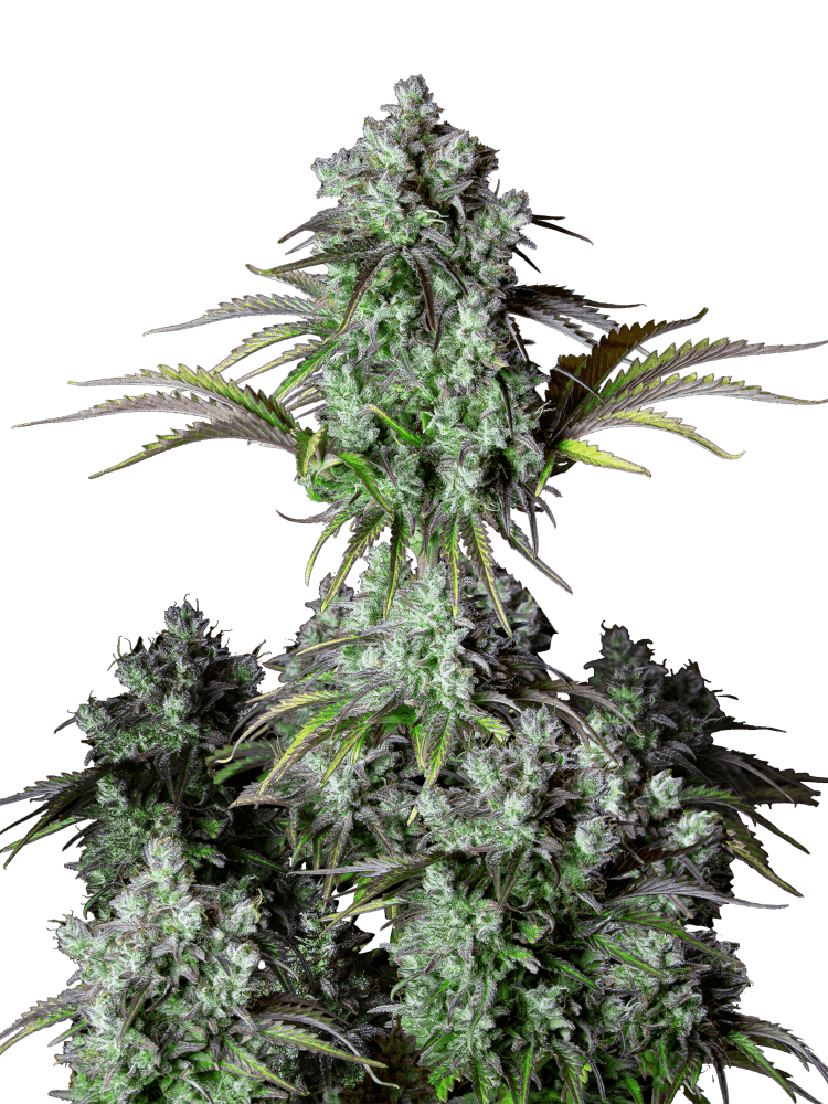 Graines - Fastbuds - AUTO - Big Bud - Pack 3 — Seeds - feminized auto