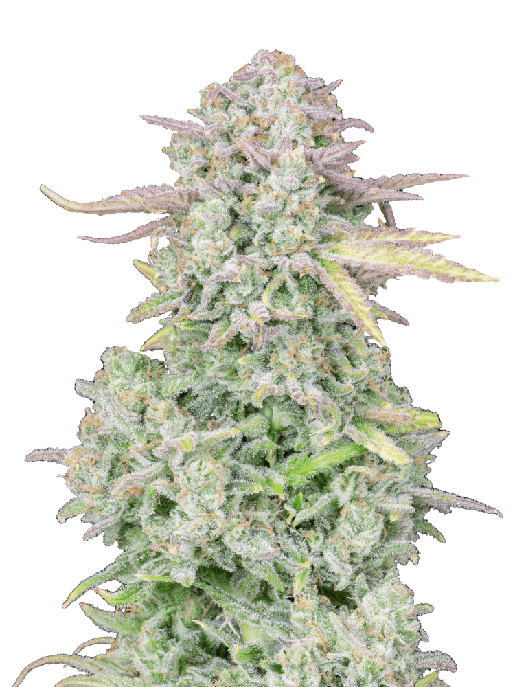 Graines - Fastbuds - AUTO - Trainwreck - Pack 1000 — Seeds - feminized auto