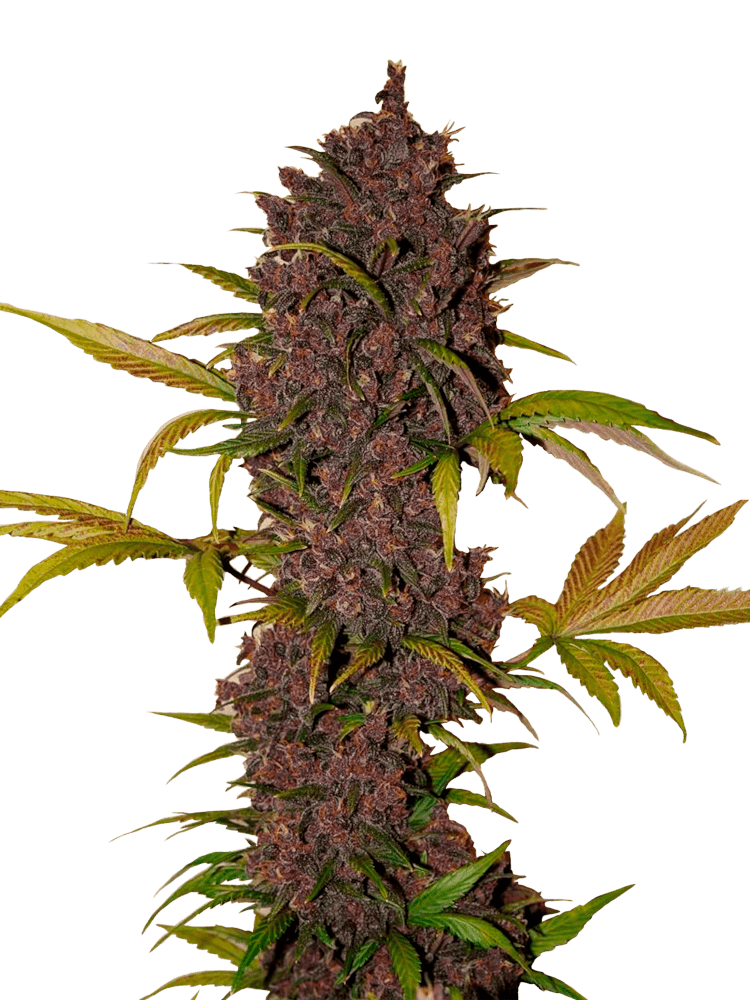 Graines - Fastbuds - AUTO - LSD-25 - Pack 500 — Seeds - feminized auto