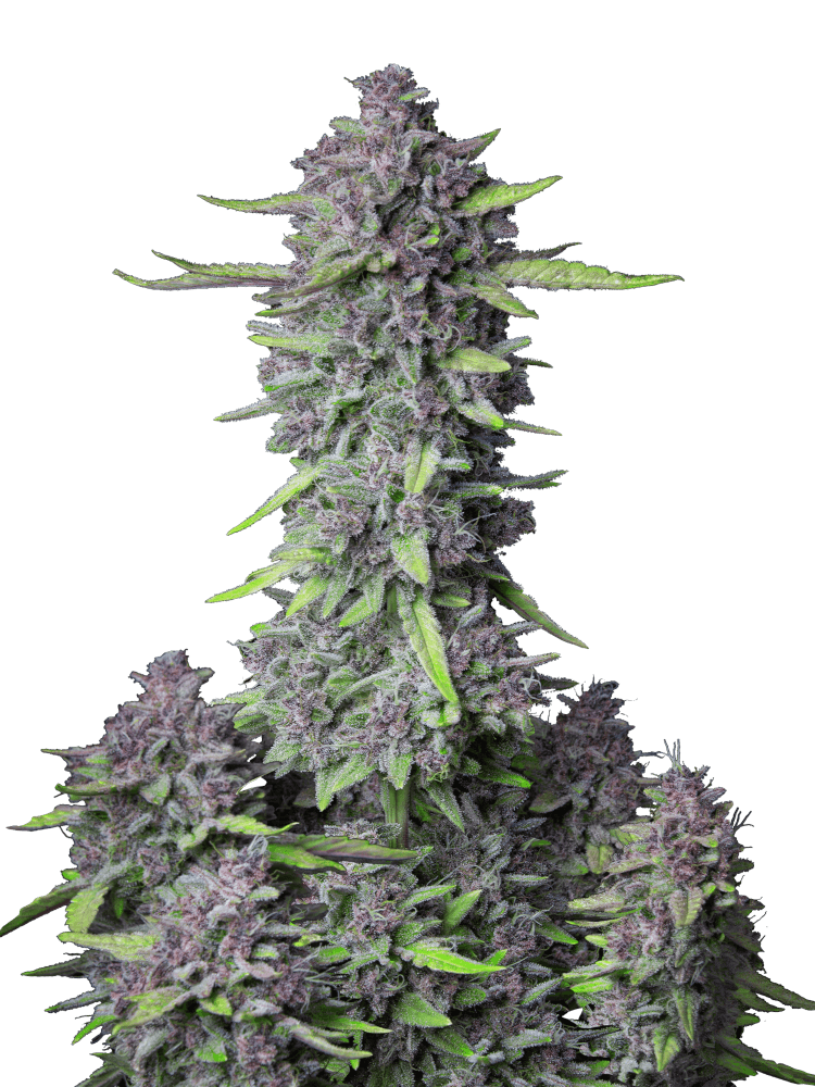 Graines - Fastbuds - AUTO - Purple Punch - Pack 2 — Seeds - feminized auto