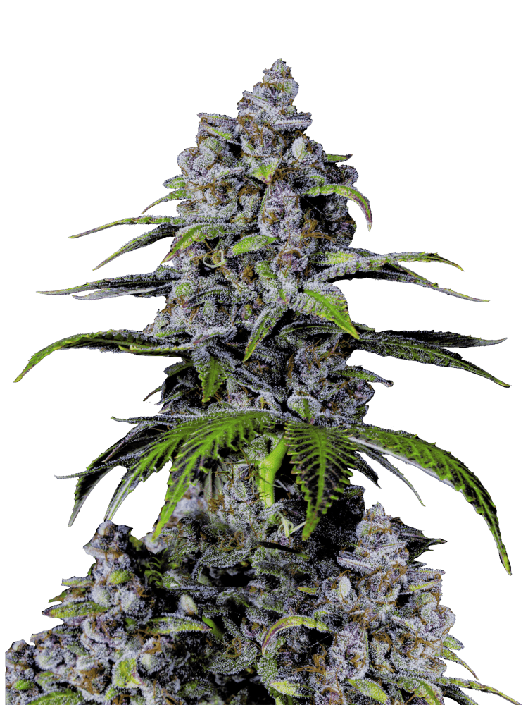 Graines - Fastbuds - FAST - Purple Lemonade FF - Pack 100 — Seeds - feminized fast version
