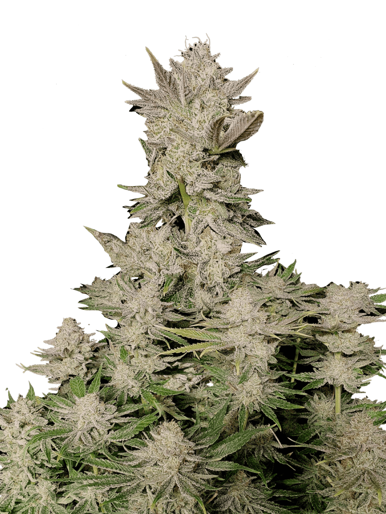 Graines - Fastbuds - FAST - Tropicana Cookies FF - Pack 500 — Seeds - feminized fast version
