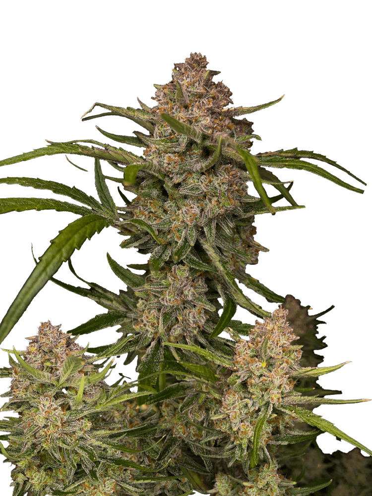 Graines - Fastbuds - AUTO - Guava - Pack 1000 — Seeds - feminized auto