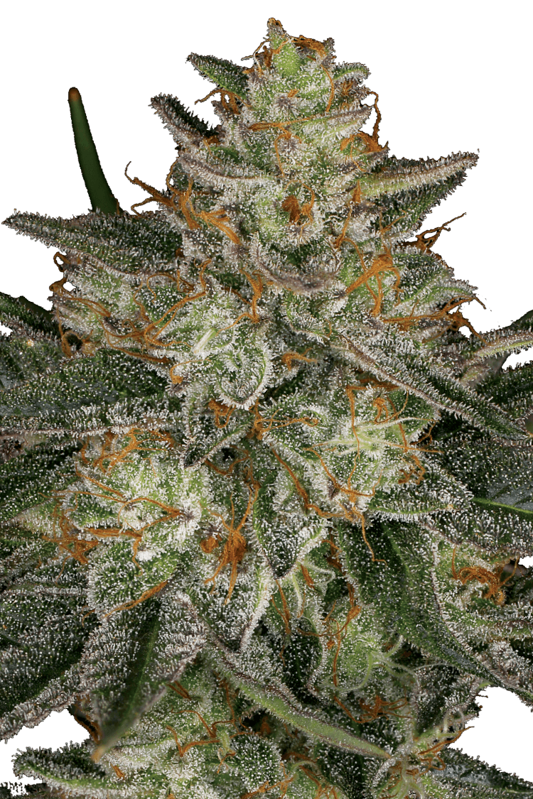 Graines - Paradise Seeds - FEM - Dutch Kush - Pack 5 — Seeds - feminized