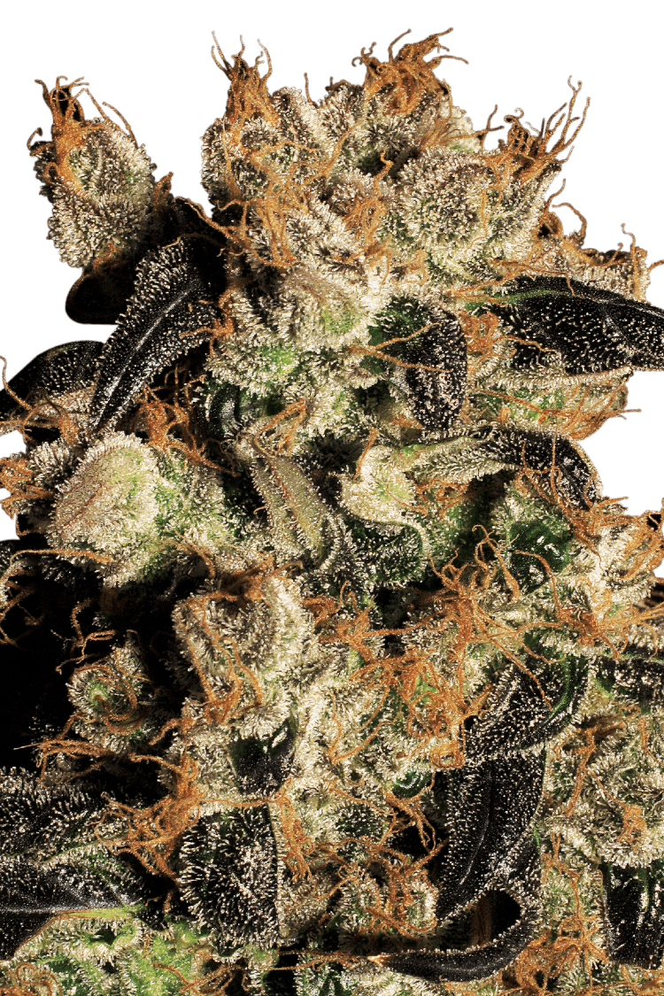 Graines - Paradise Seeds - FEM - White Berry - Pack 5 — Seeds - feminized