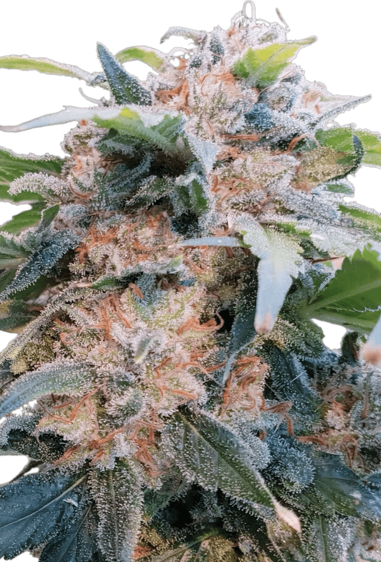 Graines - Paradise Seeds - FEM CBD - CBDream - Pack 5 — Seeds - feminized cbd