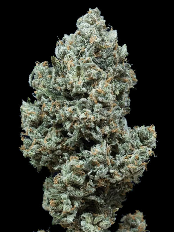 Graines - Silent Seeds - AUTO - Critical+ 2.0 - Pack 10 — Seeds - feminized auto