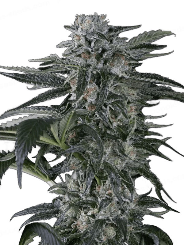 Graines - Silent Seeds - AUTO - Moby Dick - Pack 10 — Seeds - feminized auto