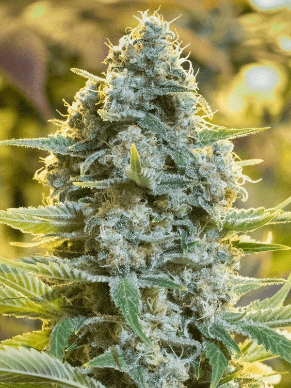 Graines - Silent Seeds - FEM - Moby Dick - Pack 5 — Seeds - feminized