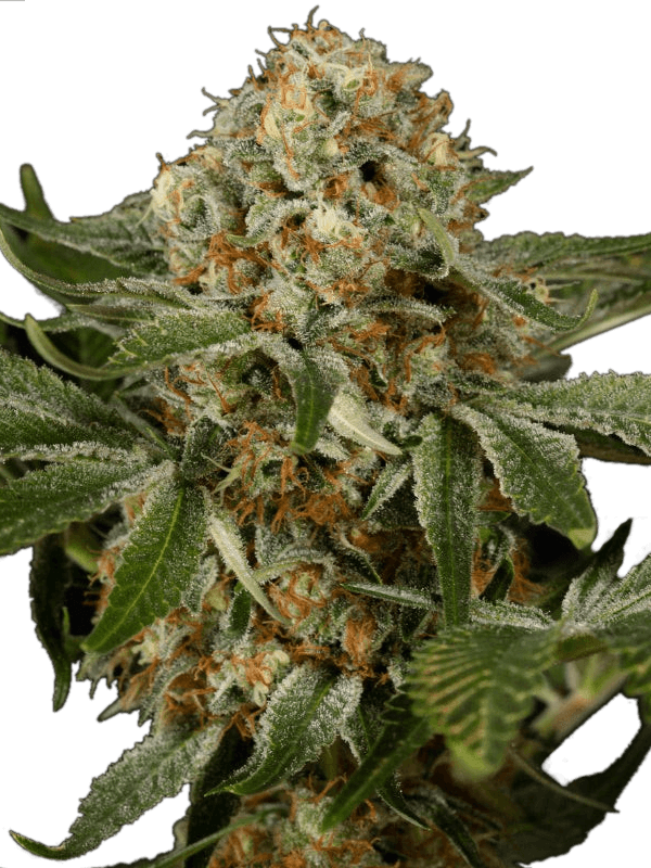 Graines - Silent Seeds - FEM - OG Kush - Pack 5 — Seeds - feminized
