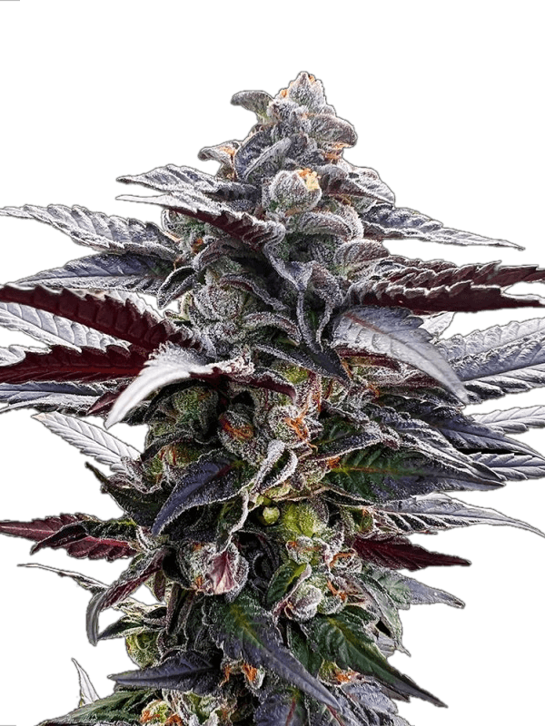Graines - Silent Seeds - FEM - Pink Sunset - Pack 3 — Seeds - feminized