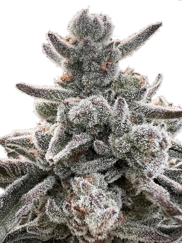 Graines - Silent Seeds - FEM - Polar Gelato - Pack 5 — Seeds - feminized