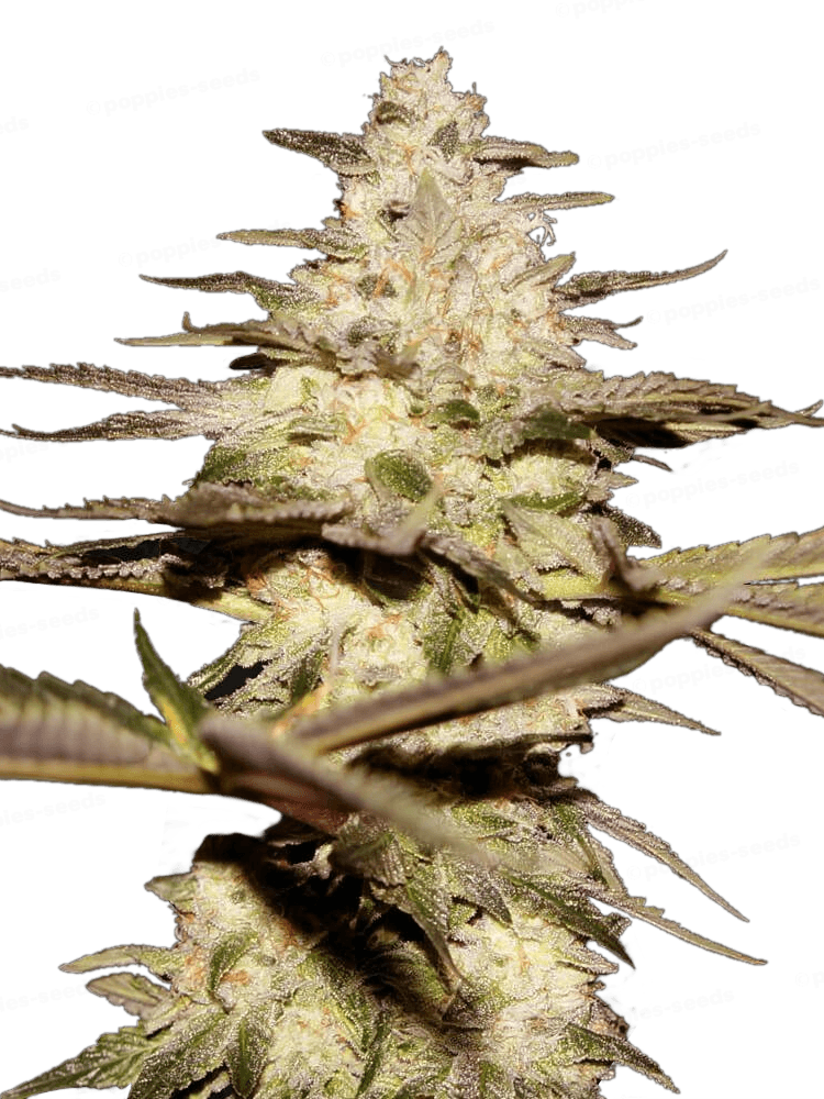Graines - THSeeds - FEM - Califunk - Pack 7+1 — Seeds - feminized