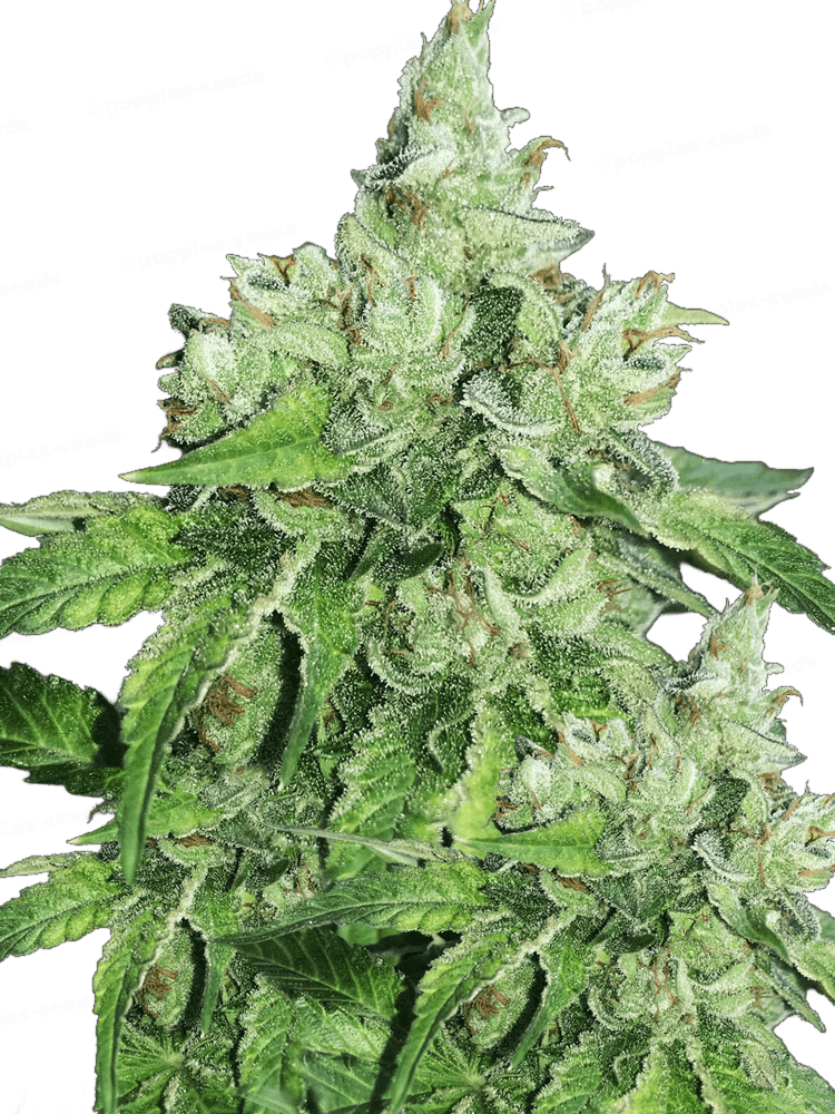 Graines - THSeeds - FEM - Citron Givre (x Birthday Cake) - Pack 6+1 — Seeds - feminized